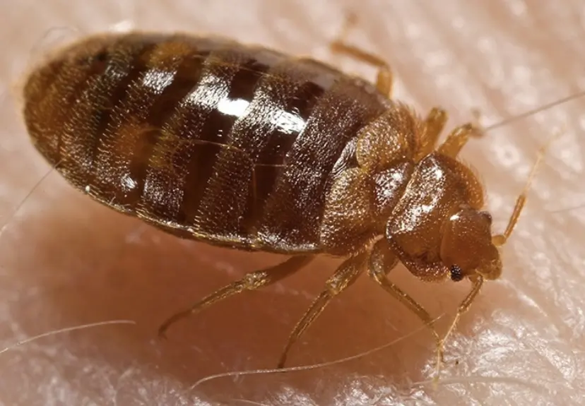 bedwantsen zelf bestrijden, bedwantsen spray voor matras, waar bijten bedwantsen, hoe bedwantsen bestrijden