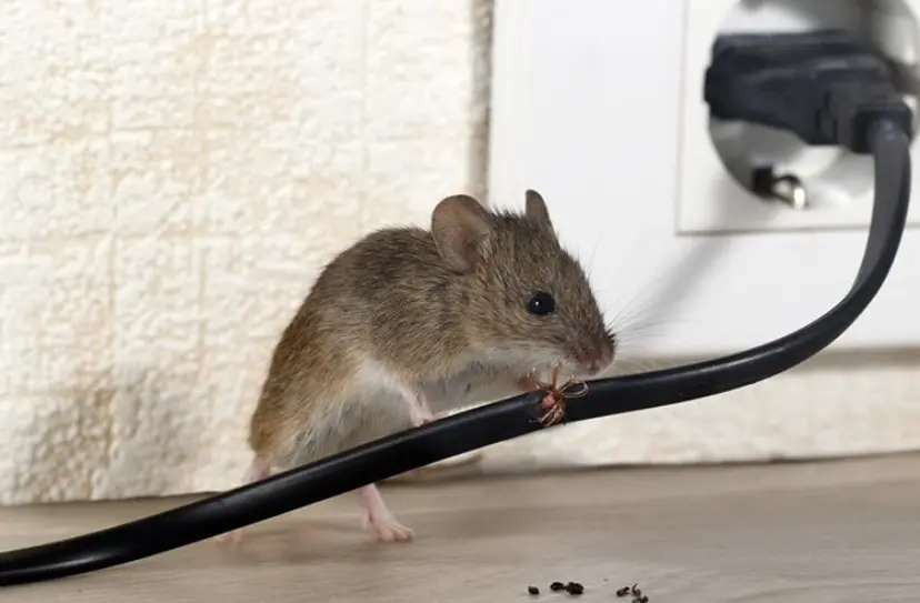 muizen zelf bestrijden