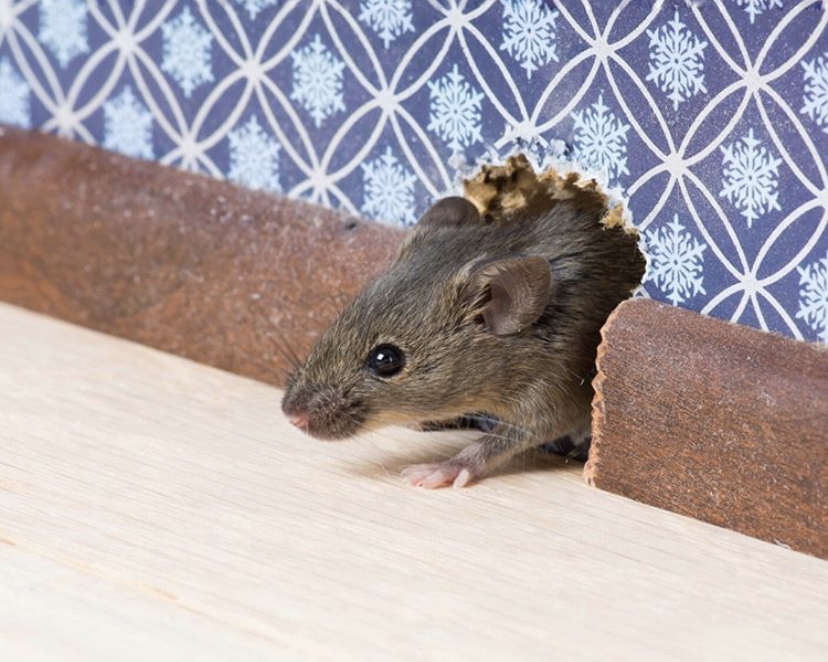 Ongedierte in huis, muizen zelf bestrijden