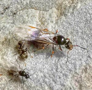vliegende mieren bestrijden gent, mieren bestrijden gent, mieren onder tegels bestrijden gent, mieren bestrijden in gazon gent