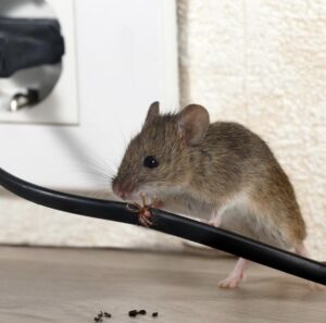 muizen bestrijden Gent, muizen verdelgen Gent, muizen in huis Gent, muizen tussen vals plafond, muizen in spouwmuur