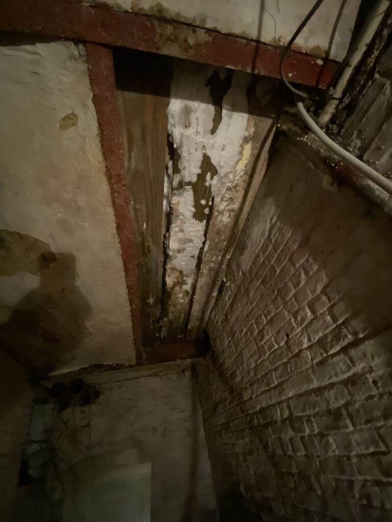 kelderzwam verwijderen, zwammenplaag, huiszwam, houtzwam, schimmels