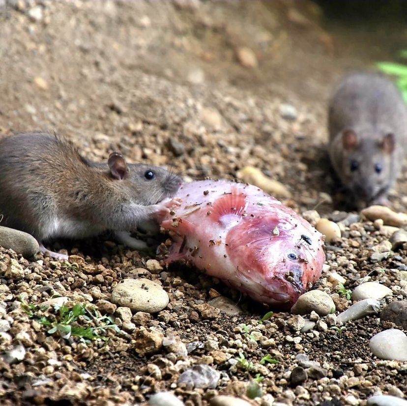 ratten in de tuin bestrijden, rattenplaag bij vijver bestrijden, ratten bij vissen verjagen