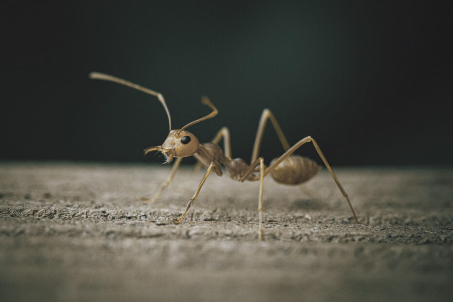 Argentijnse mier als kruipend ongedierte, invasieve mierensoort die snel kolonies vormt