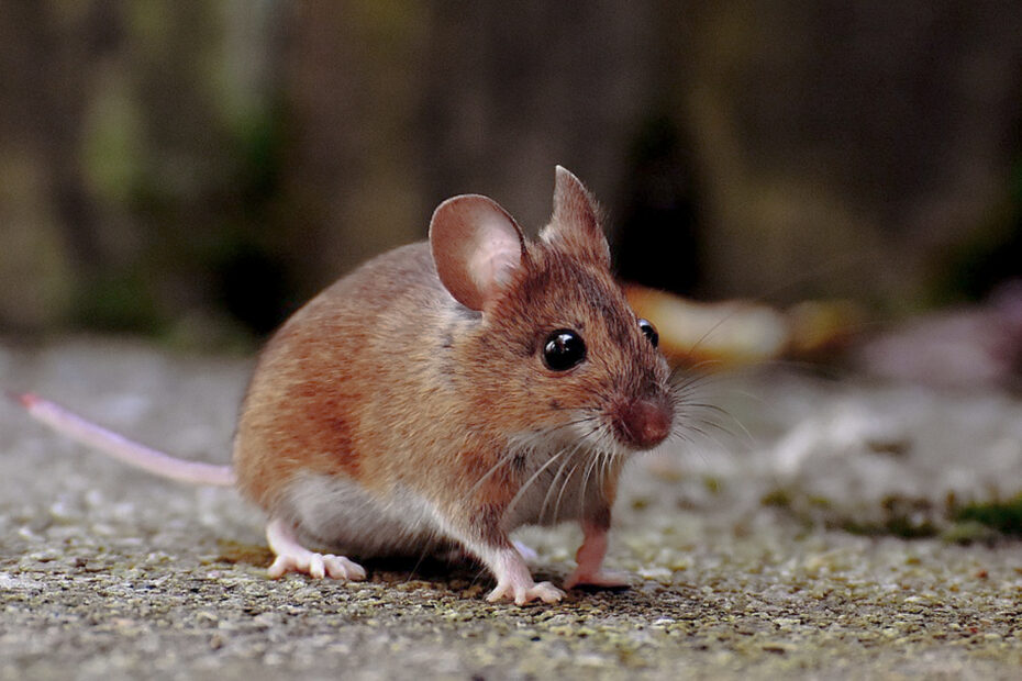 bosmuis die voorkomt rond woningen en bestreden moet worden