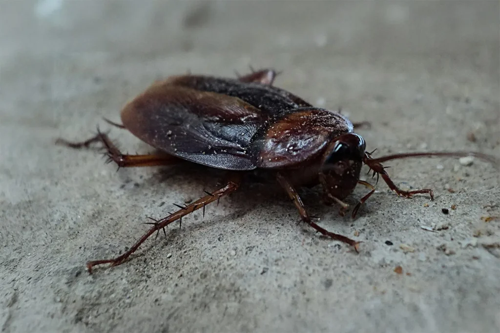 Bruinbandkakkerlak als kruipend ongedierte in huis, vaak voorkomend in warme binnenruimtes