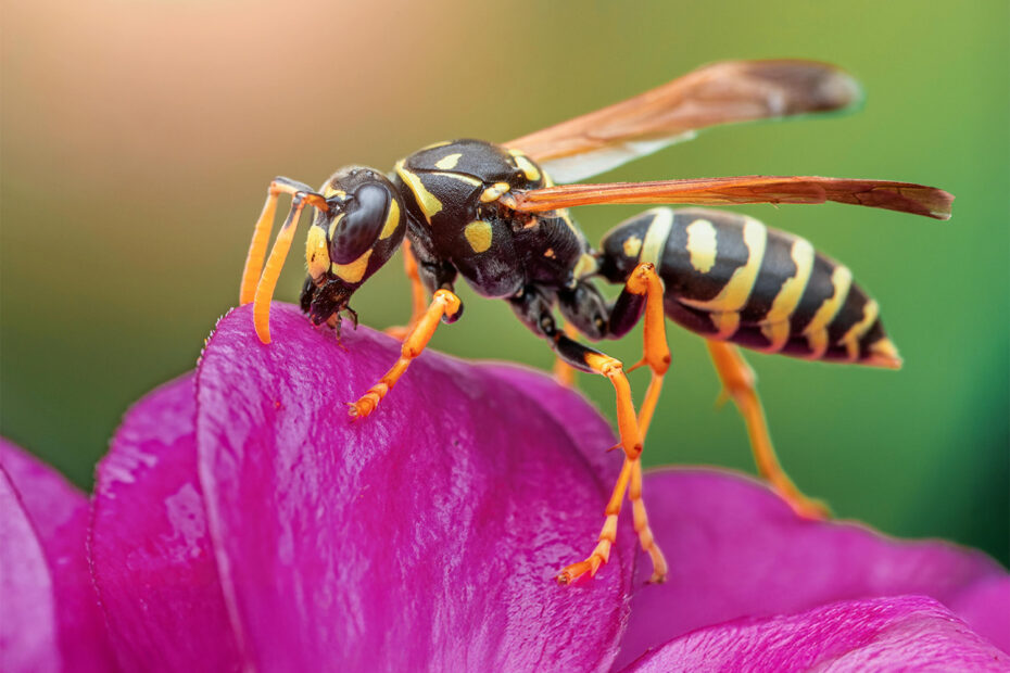 Graafwesp als vliegend ongedierte in tuin, wespensoort die nesten maakt in zand en grond
