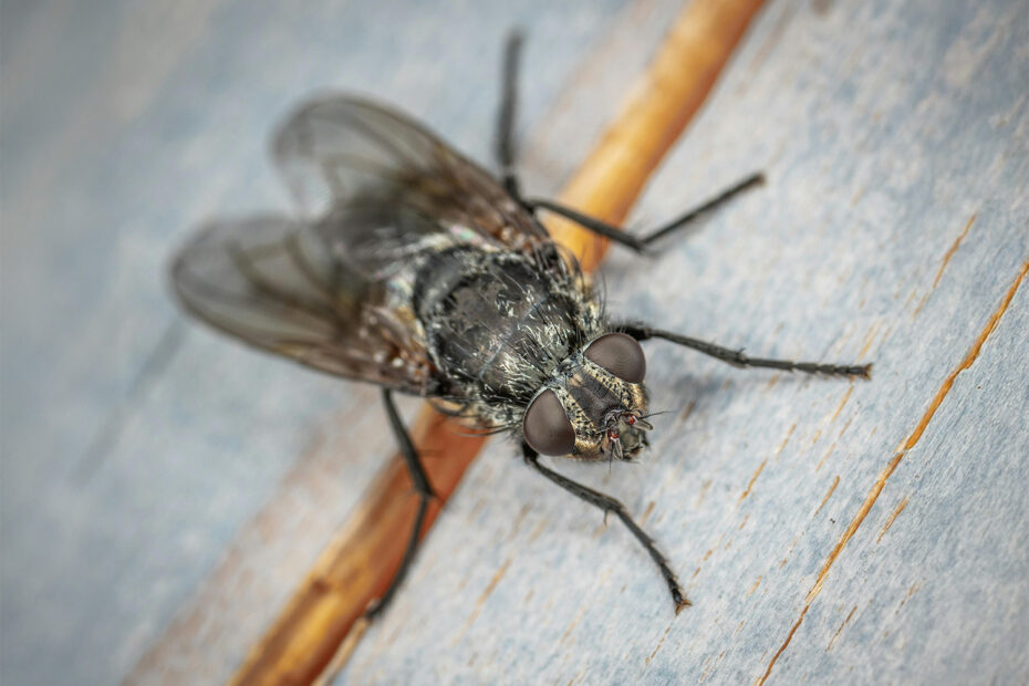 Klustervlieg als vliegend ongedierte in woning, vaak actief tijdens herfst en winter